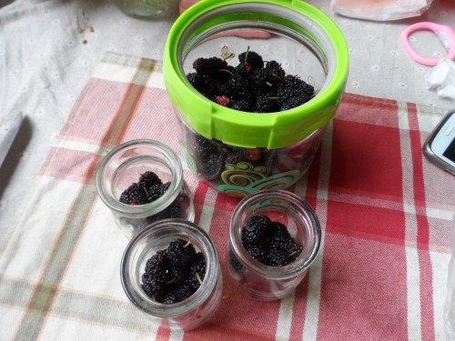 桑葚果酒步骤4