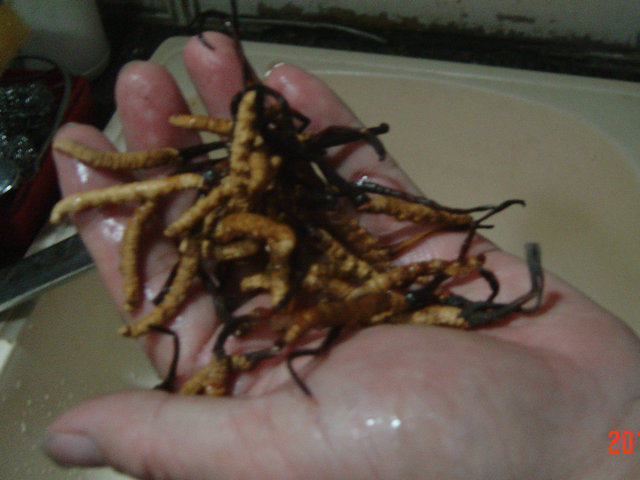 虫草松茸多菌汤步骤6