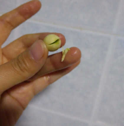 白果炖鸡汤步骤3