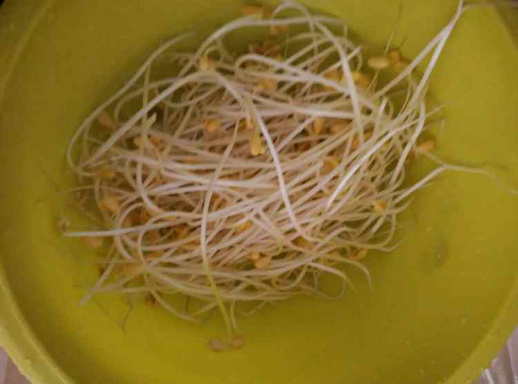 韭菜豆芽步骤2