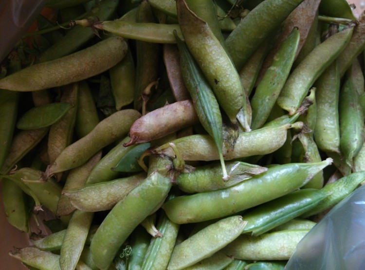 紫菜豌豆鸡汤步骤1