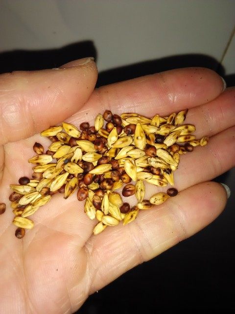 高粱大麦茶步骤5