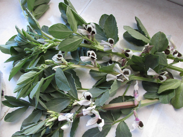 蒸蚕豆花步骤1