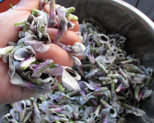 蒸蚕豆花步骤3