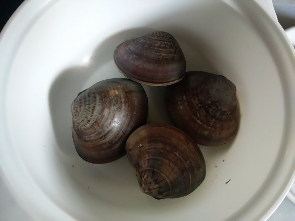 香菇墨鱼干排骨汤步骤3