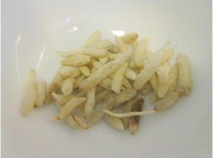 生地麦冬煲冬瓜步骤4