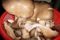 麻仁平菇步骤1