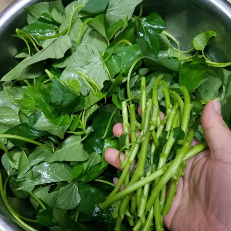 蒜蓉炒红薯叶步骤2