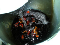 红枣黑米糊步骤8