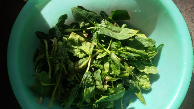 肉末菠菜步骤1