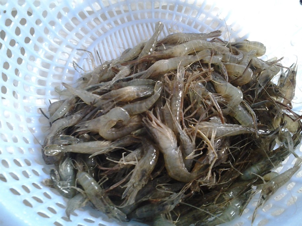 酱油虾步骤1