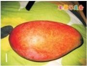椰汁芒果西米露步骤1