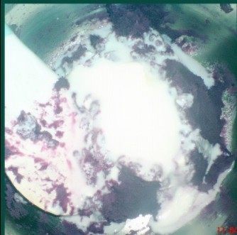 芒果酸奶紫薯泥步骤3