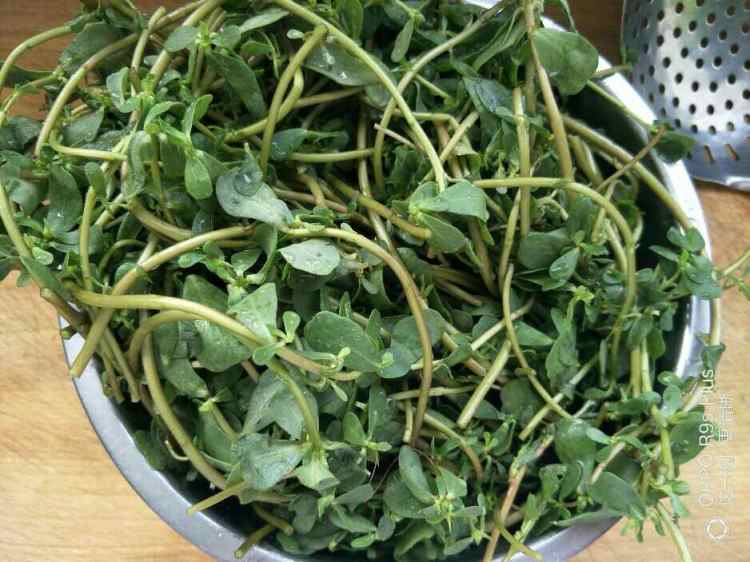 马齿笕野菜包子步骤1