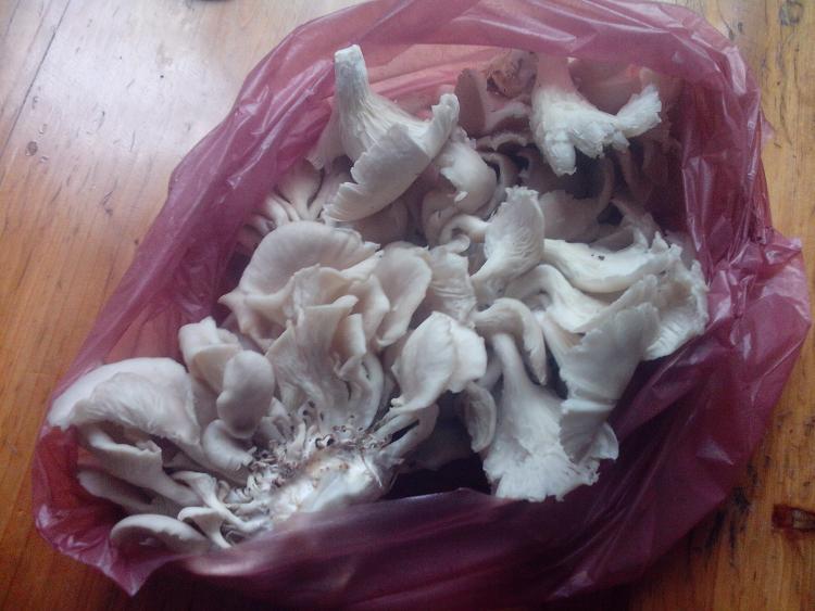 素炒蘑菇步骤1