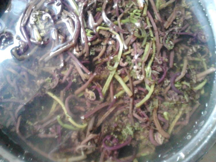 蒜香猴腿菜步骤1
