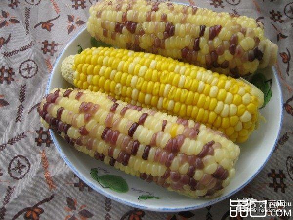 甜玉米