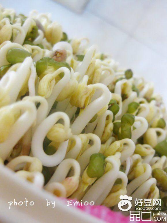 自发豆芽