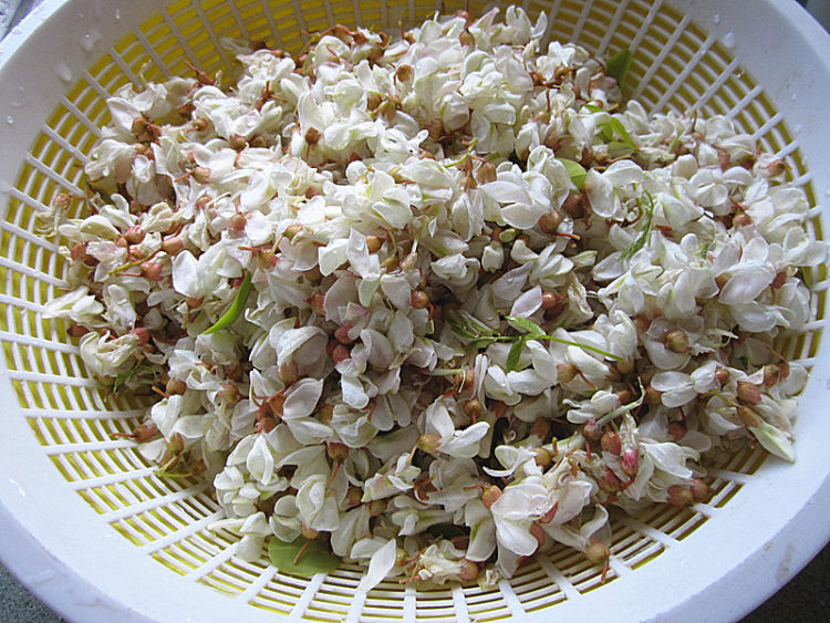 原味面粉蒸槐花步骤2