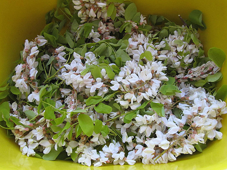 原味面粉蒸槐花步骤1