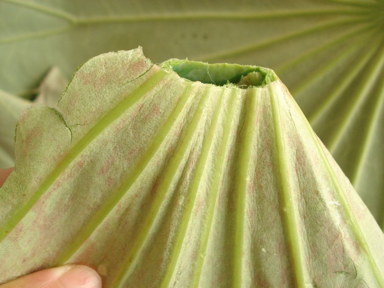 荷叶茶步骤1