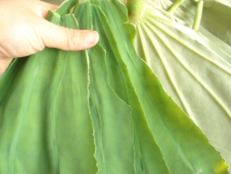 荷叶茶步骤2