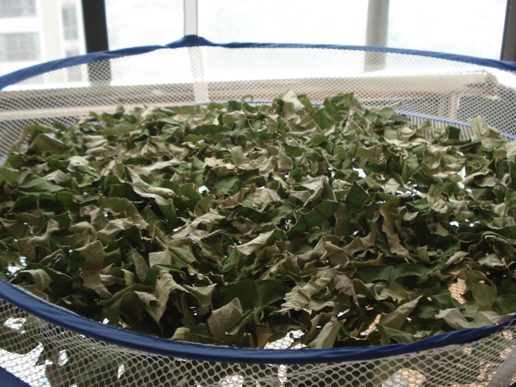 荷叶茶步骤4