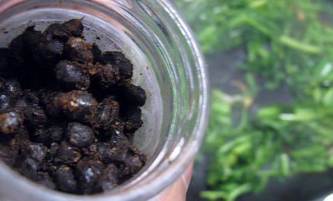 豆豉炒茼蒿步骤5