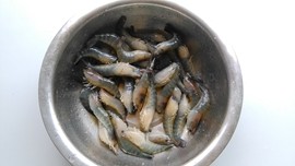 蒜蓉粉丝大头虾步骤5