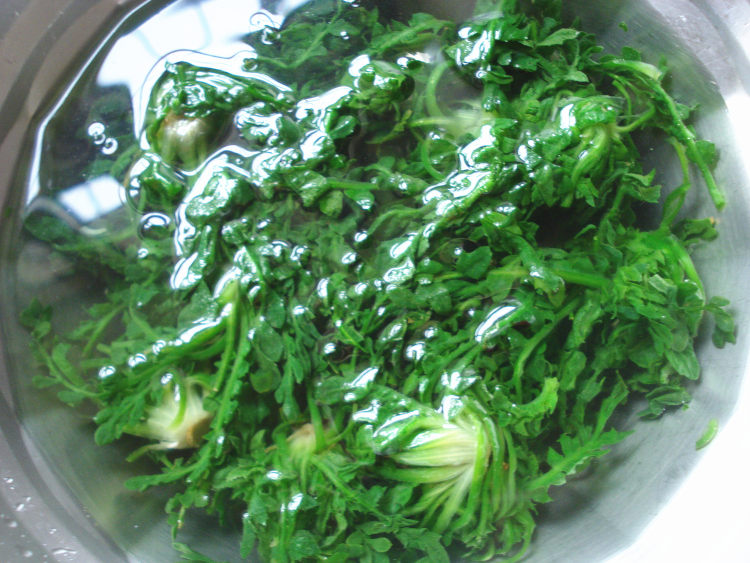 荠菜蛋包饭步骤2