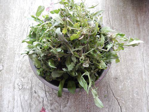 黑木耳荠菜粥步骤3
