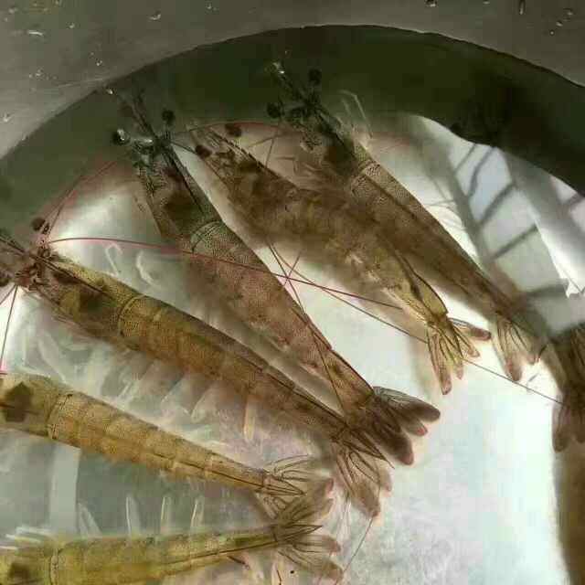 虾球步骤1