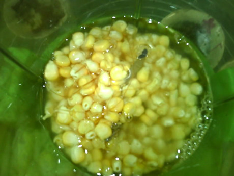 果料玉米糊步骤5