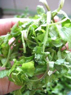 荠菜鲜肉馄饨步骤1