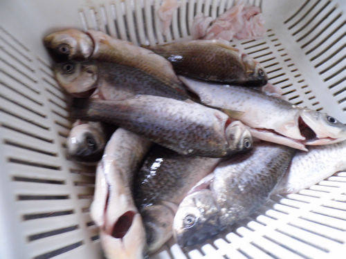 鸡油浓香鲫鱼汤步骤1
