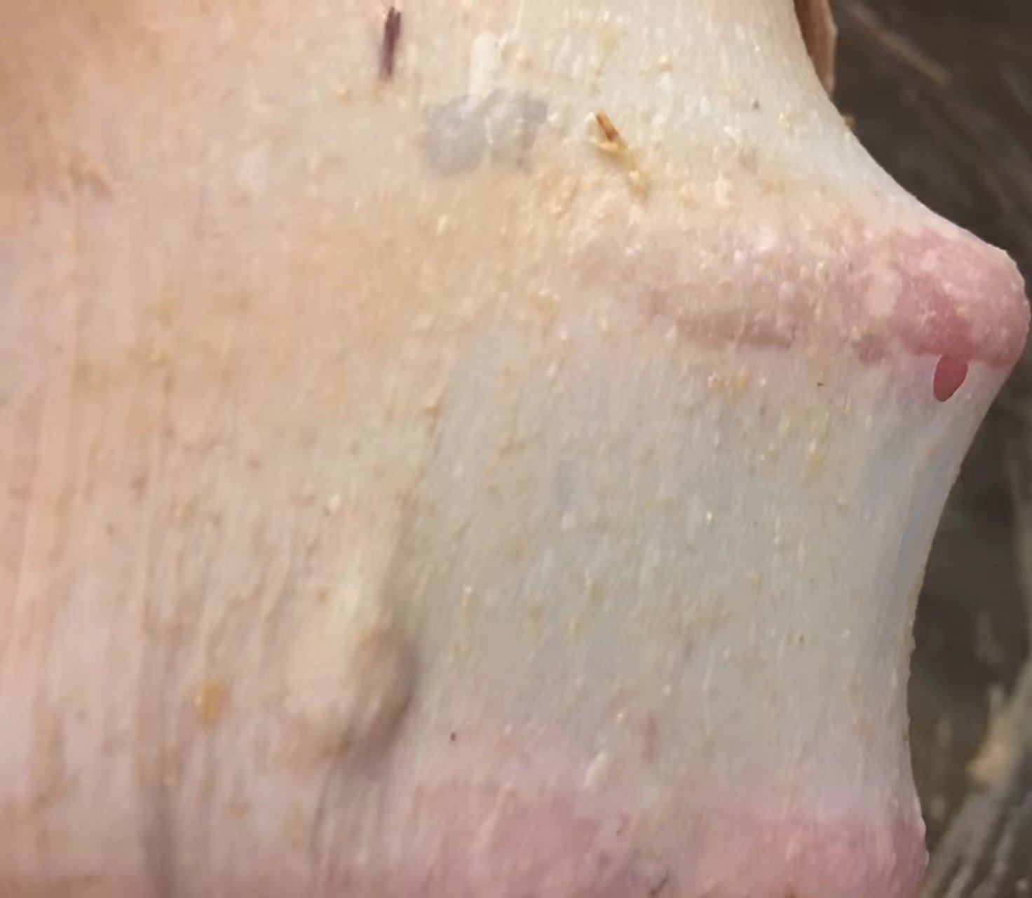 蔓越莓核桃软欧步骤3