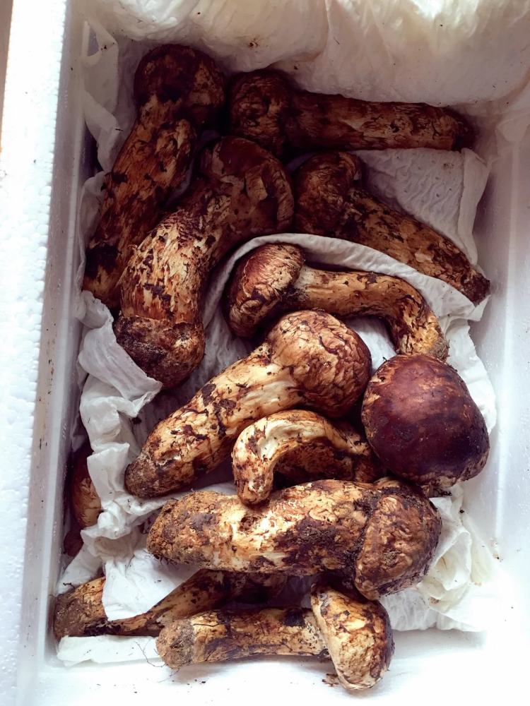 黄油煎松茸步骤1
