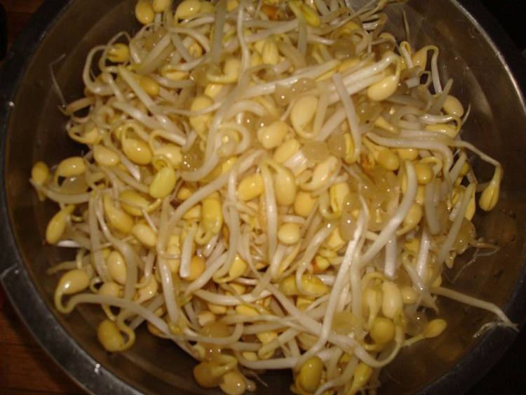 韭香黄豆芽步骤1