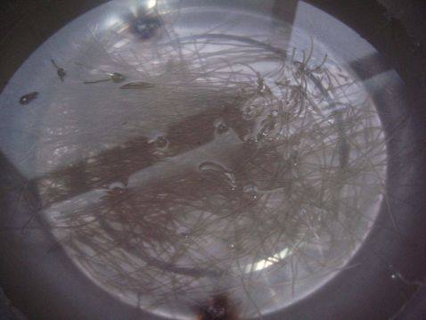 白菜烧粉丝步骤2