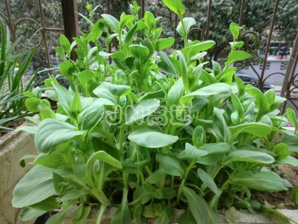 蚝油香菇油菜苔步骤1