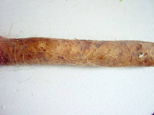 牛肉炒山药步骤1