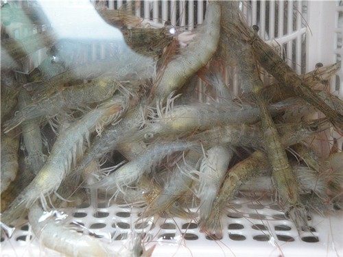 腐衣虾卷步骤1