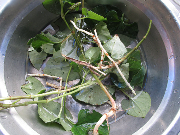 鱼腥草茶步骤1