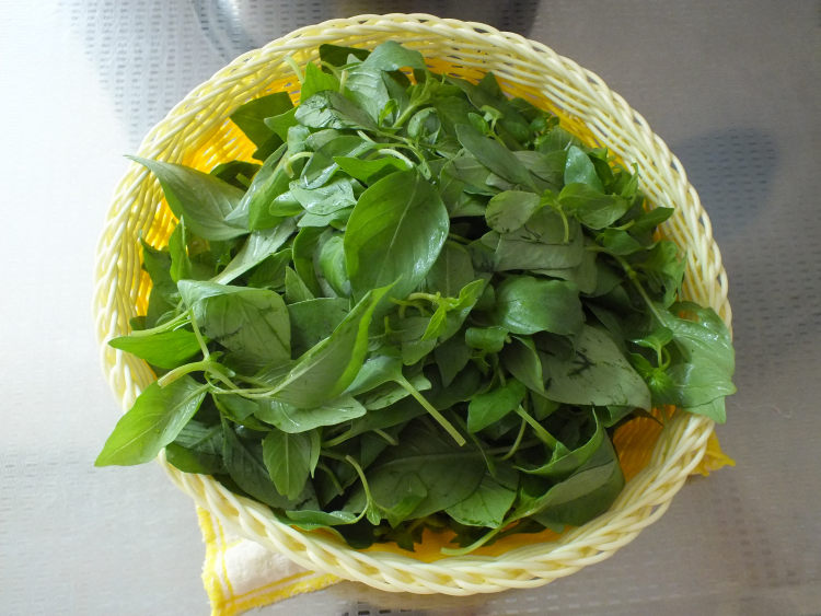 蒸荆芥步骤2