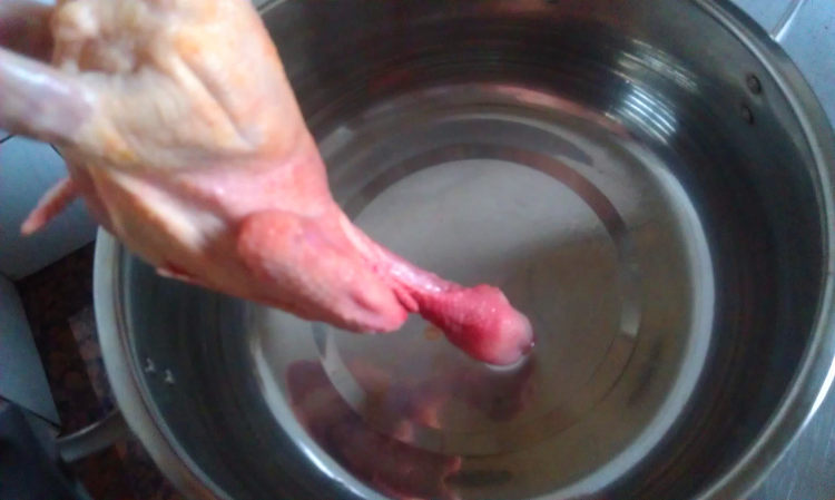 陈皮绿豆鸽子汤步骤4