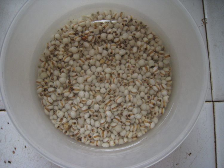 绿豆薏米水步骤1