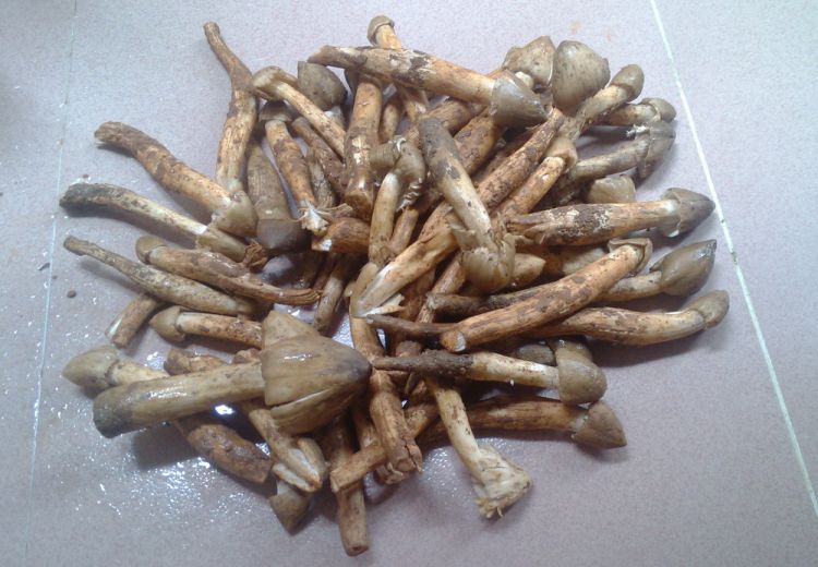 荔枝菌炒丝瓜步骤1