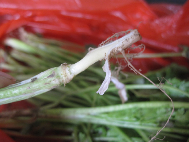 老虎菜步骤1