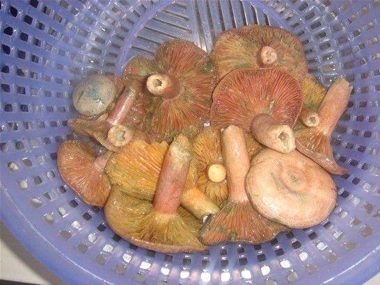 野山菌炖豆腐步骤2