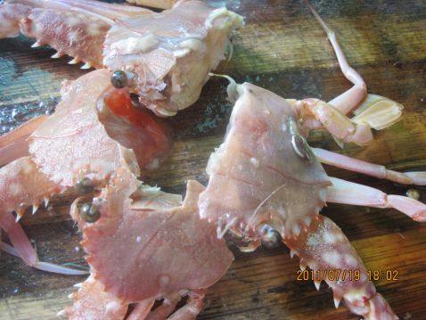 豆腐蟹汤步骤3